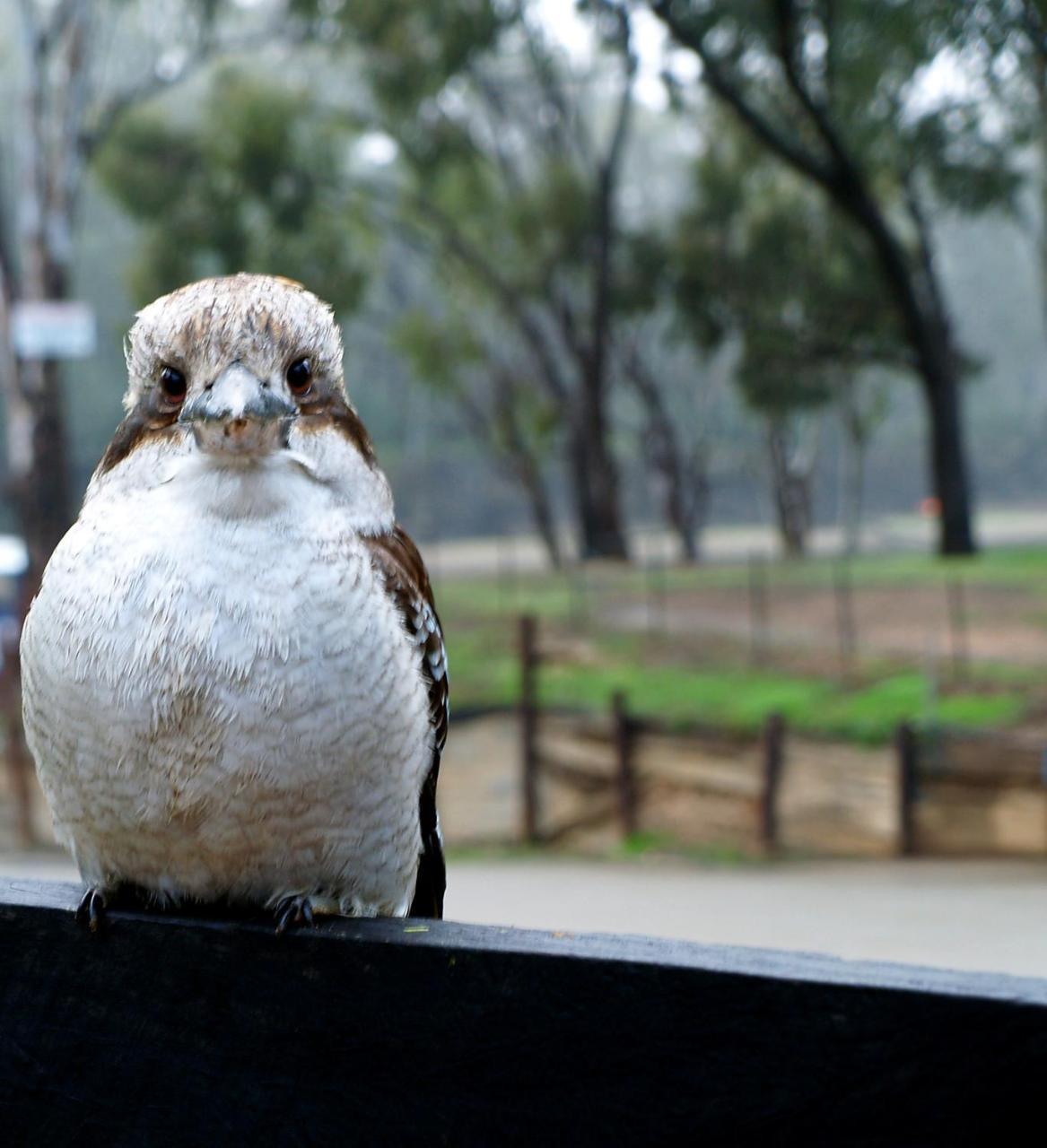 Tasman Holiday Parks - Merool On The Murray Echuca Exteriör bild